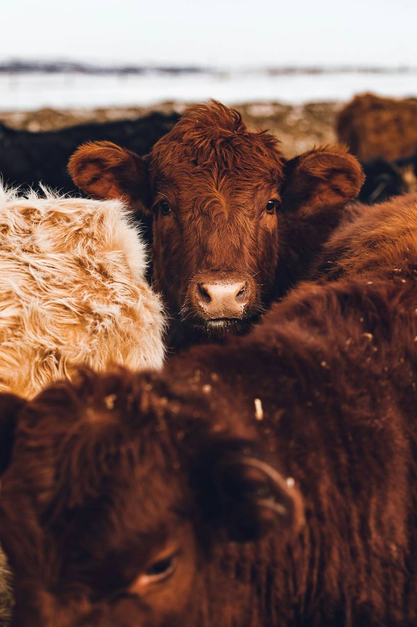 Cows, Field, Livestock, Agriculture, Rural, Farm, Pasture, Landscape, Nature, Countryside, Meadow, Animals, Domestic, Greenery, Herd, Mammals, Outdoors, Agriculture Industry, Peaceful, Scenic, Tranquil, Beautiful, Serene, Natural, Farming, Animal Husbandry, Rural Life, Idyllic, Pastoral, aberdeen angus, 