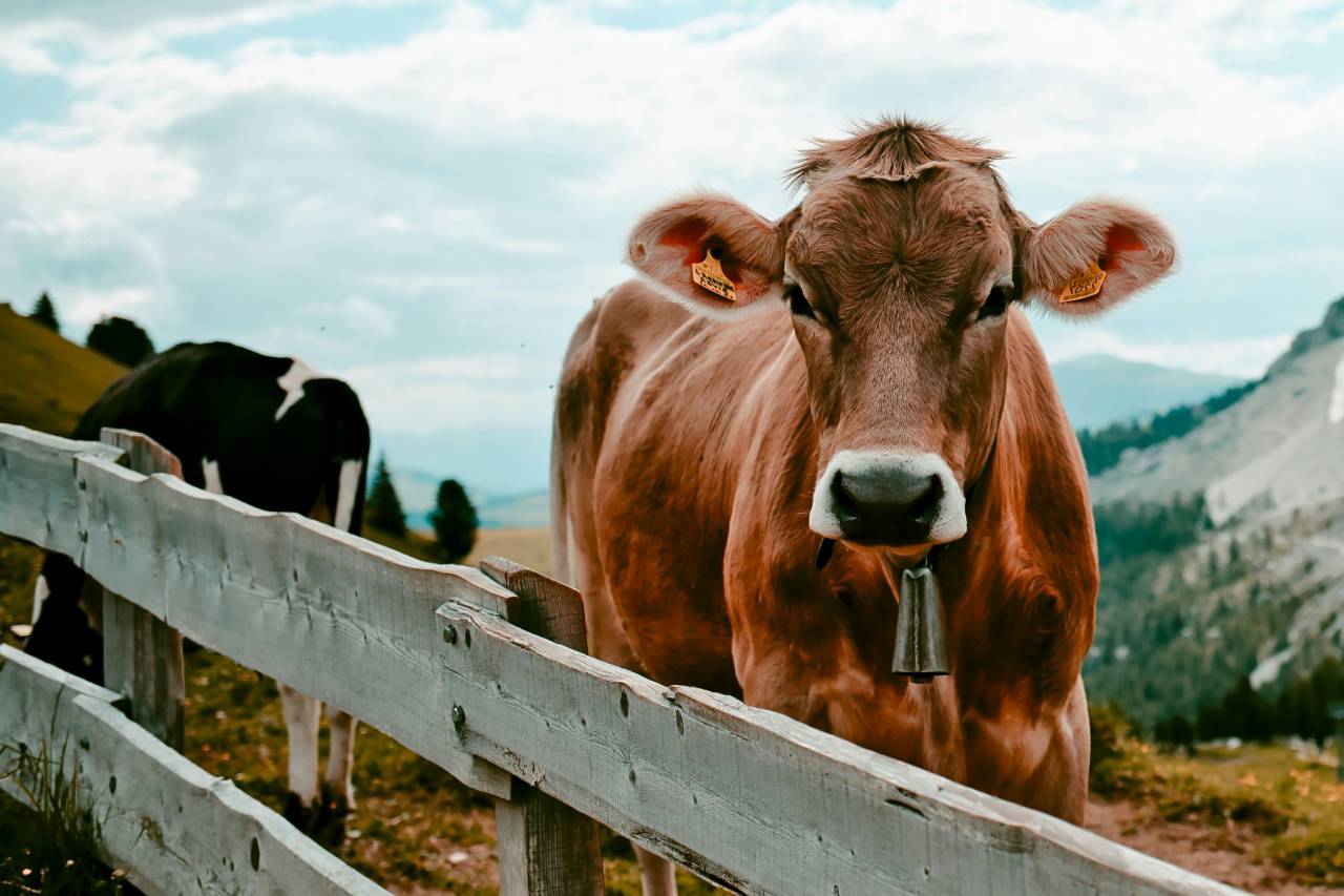 Cows, Field, Livestock, Agriculture, Rural, Farm, Pasture, Landscape, Nature, Countryside, Meadow, Animals, Domestic, Greenery, Herd, Mammals, Outdoors, Agriculture Industry, Peaceful, Scenic, Tranquil, Beautiful, Serene, Natural, Farming, Animal Husbandry, Rural Life, Idyllic, Pastoral, bell, 