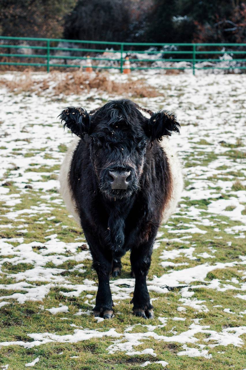 Cows, Field, Livestock, Agriculture, Rural, Farm, Pasture, Landscape, Nature, Countryside, Meadow, Animals, Domestic, Greenery, Herd, Mammals, Outdoors, Agriculture Industry, Peaceful, Scenic, Tranquil, Beautiful, Serene, Natural, Farming, Animal Husbandry, Rural Life, Idyllic, Pastoral, snow, 