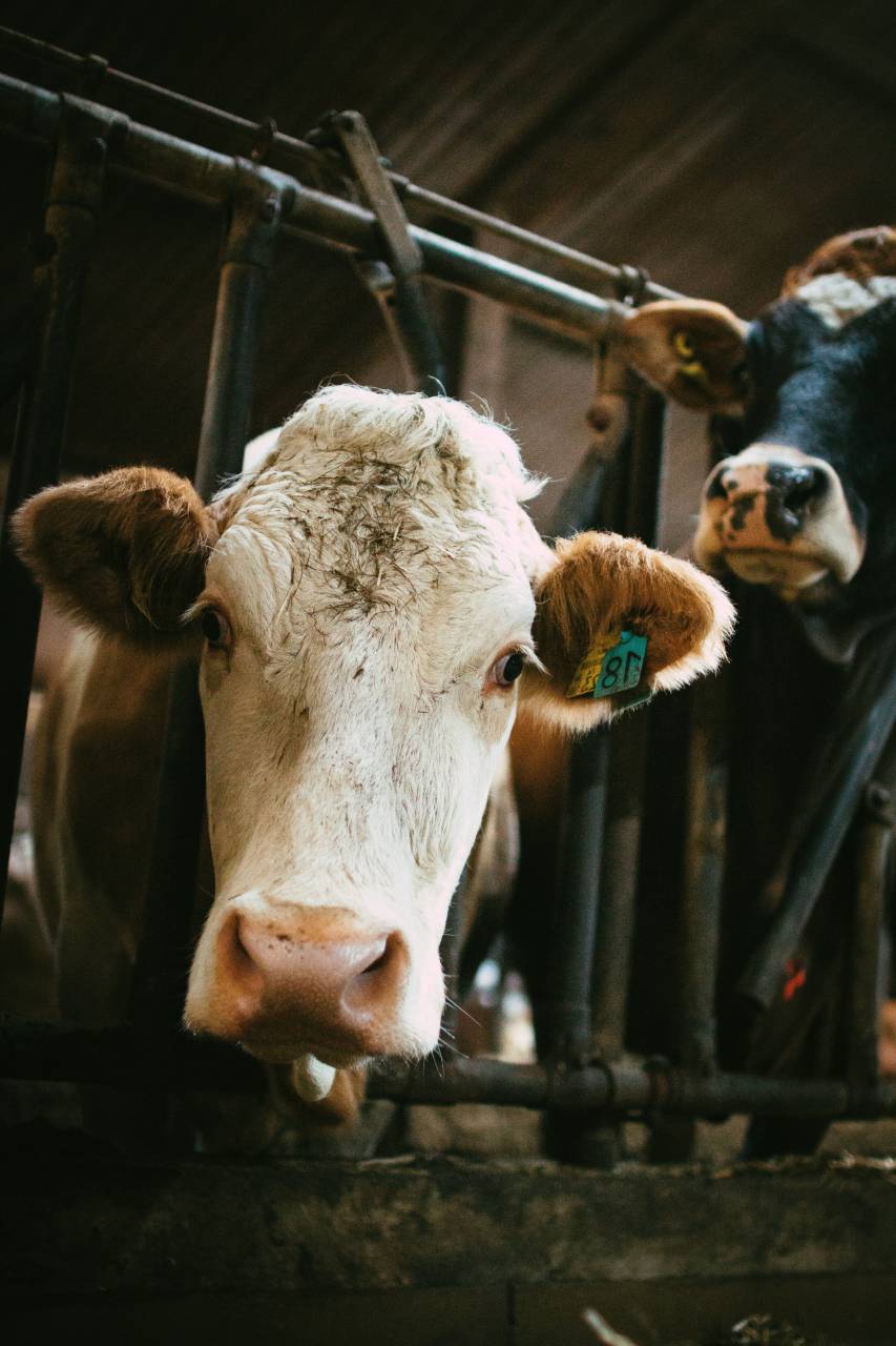 Cows, Field, Livestock, Agriculture, Rural, Farm, Nature, Countryside, Meadow, Animals, Domestic, Greenery, Herd, Mammals, Outdoors, Agriculture Industry, Peaceful, Scenic, Tranquil, Beautiful, Serene, Natural, Farming, Animal Husbandry, Rural Life, Idyllic, Pastoral, 