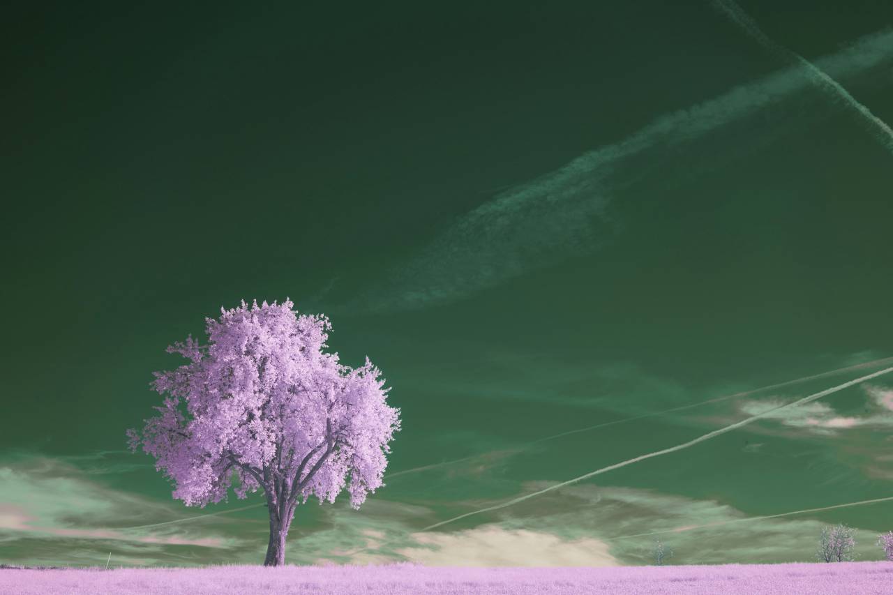 Púrpura;paisaje;cámara térmica,naturaleza,planta,flor,verano,al aire libre,color verde,hojas,púrpura,árbol,fondos,close-up,botánica, 