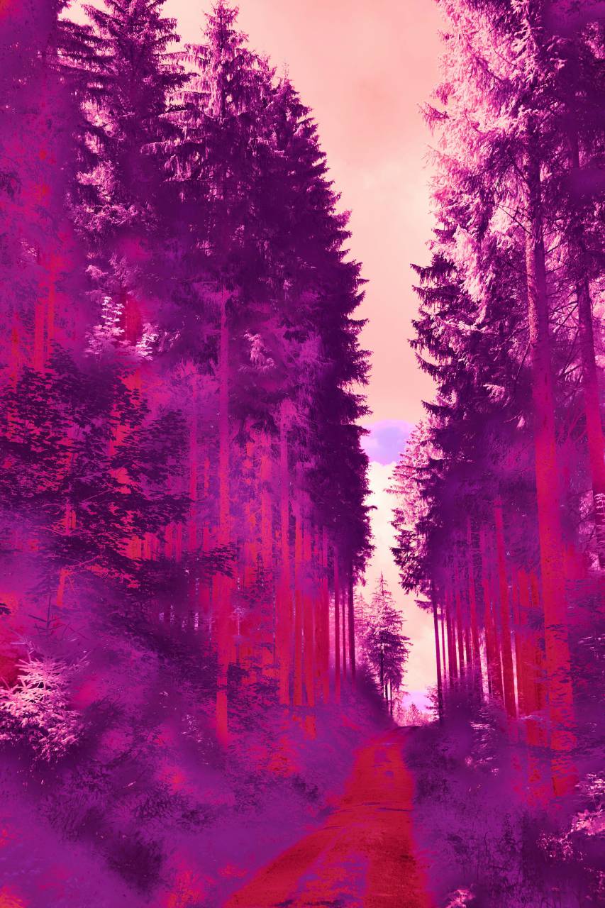 púrpura;paisaje;cámara térmica,árbol,bosque,naturaleza,paisaje,aire libre,otoño,temporada,puesta de sol,fondos,ilustración,escena no urbana,pino,escena rural,sendero,atardecer,multicolor,belleza en la naturaleza, 