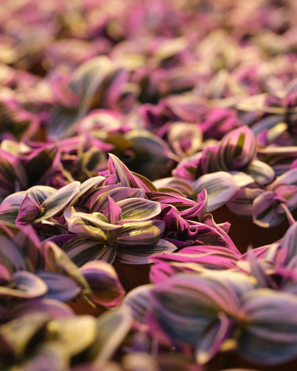purple;Tradescantia zebrina;plant,nature,plant,close-up,flower,flower head,purple,petal,backgrounds,leaf,freshness,pink color,blossom,summer,multi colored,outdoors,beauty in nature,botany,springtime,tulip,pattern, 