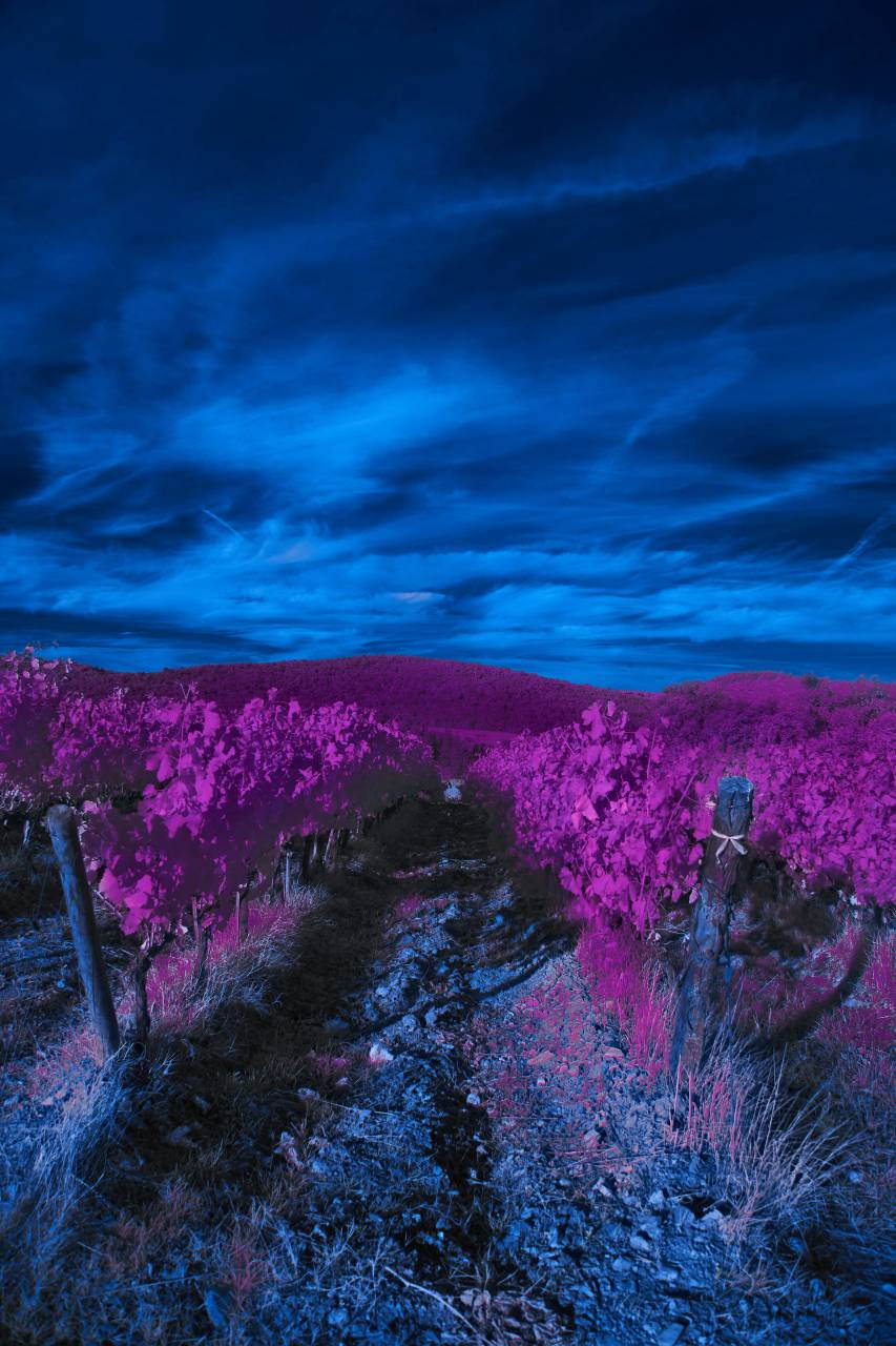 purple;vineyard,nature,rural scene,outdoors,landscape,summer,blue,farm,agriculture,meadow,flower,grass,purple,sunset,beauty in nature,mountain,land,cloud,sky,plant,tree, 