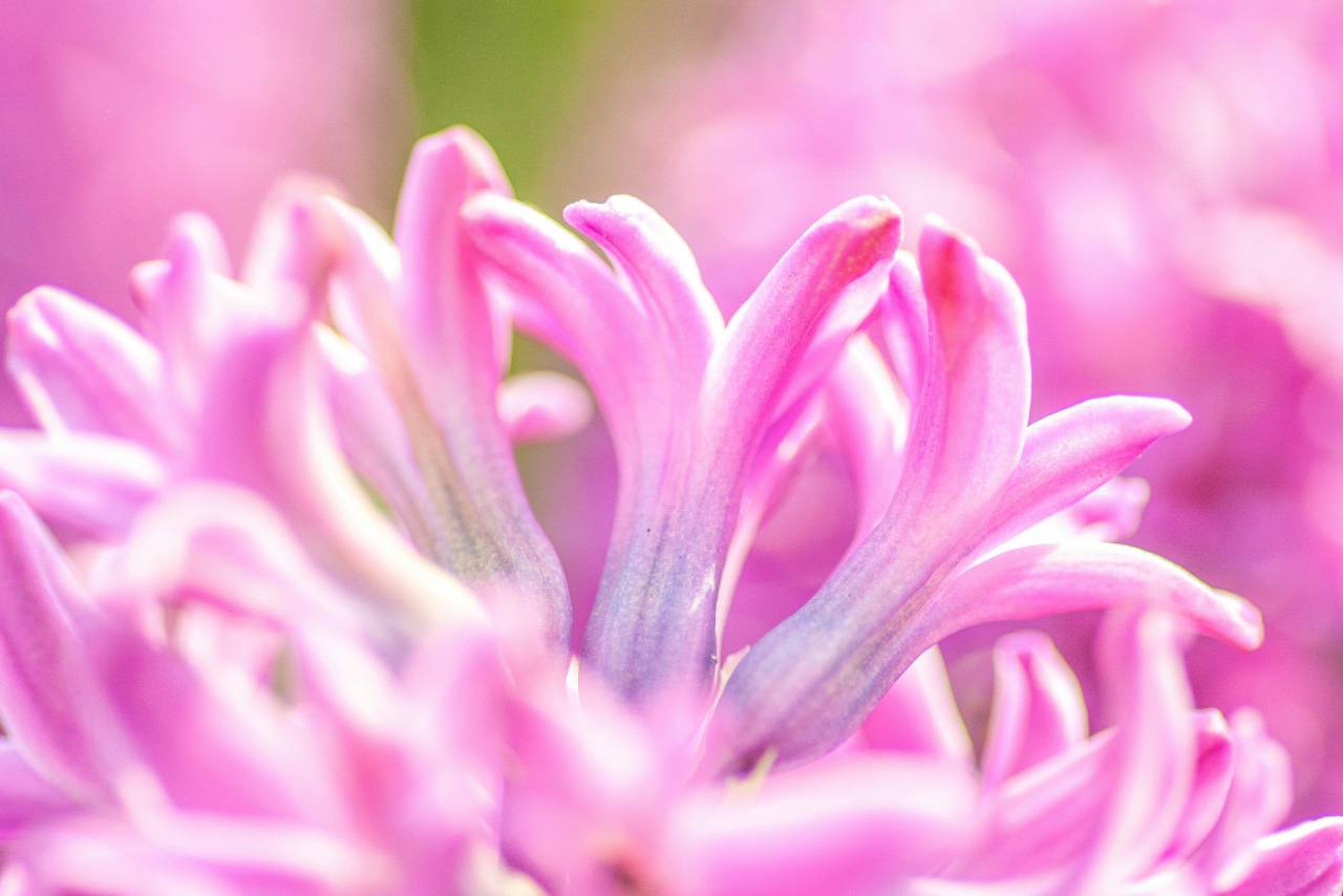 purple;Hyacinthus;Plant,close-up,nature,flower,plant,petal,flower head,pink color,summer,beauty in nature,leaf,blossom,macro,botany,freshness,purple,springtime,single flower,backgrounds,multi colored, 