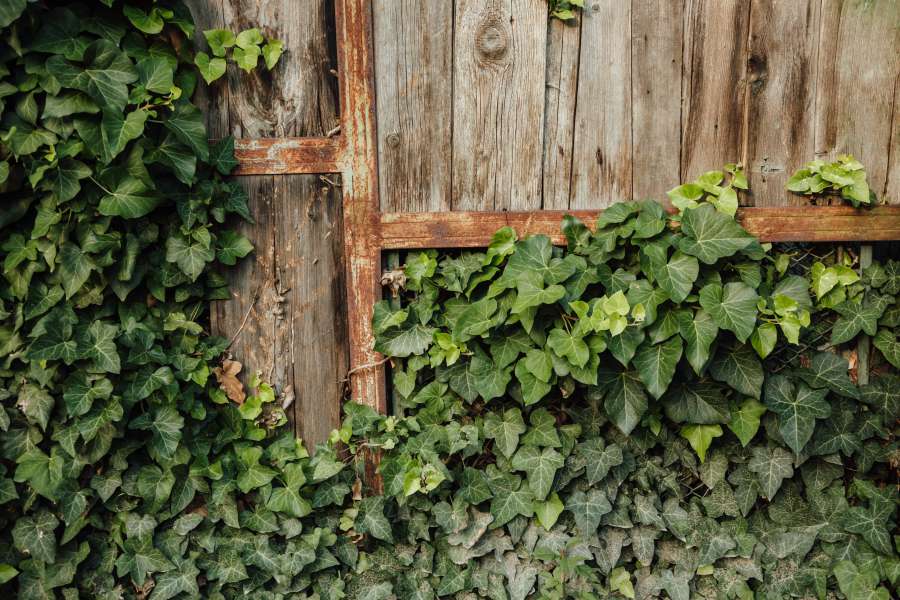 abandoned, carpentry, fence, handmade, ivy 