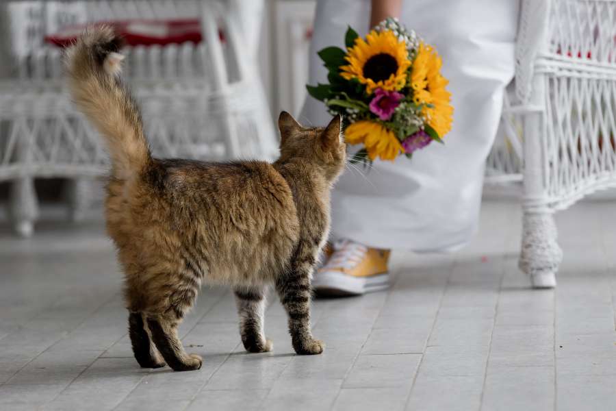 gato atigrado, porche delantero, ramo de boda