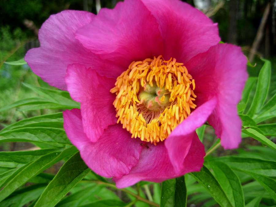 ants, beautiful flowers, close-up, insect 