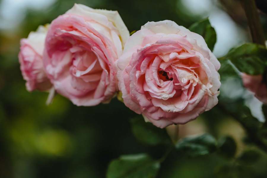 primer plano, pétalos, rosa, rosas, flor, planta