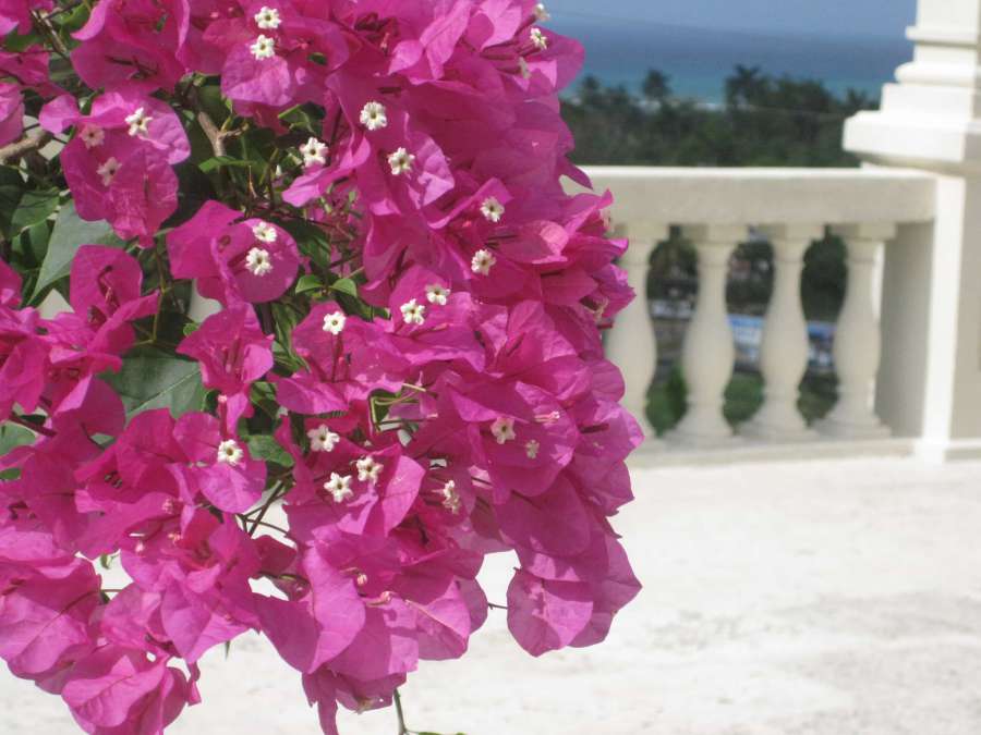 balcón, valla, jardín de flores, área turística