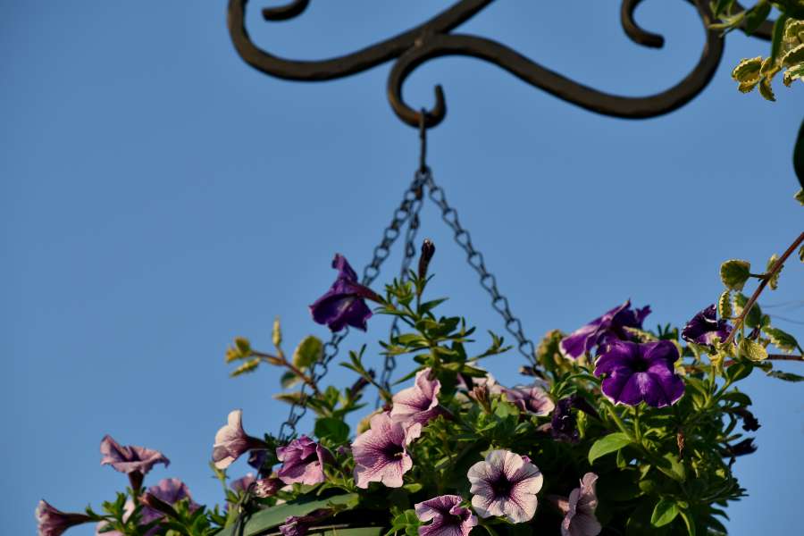 cast iron, nature, flower, leaf, flora 
