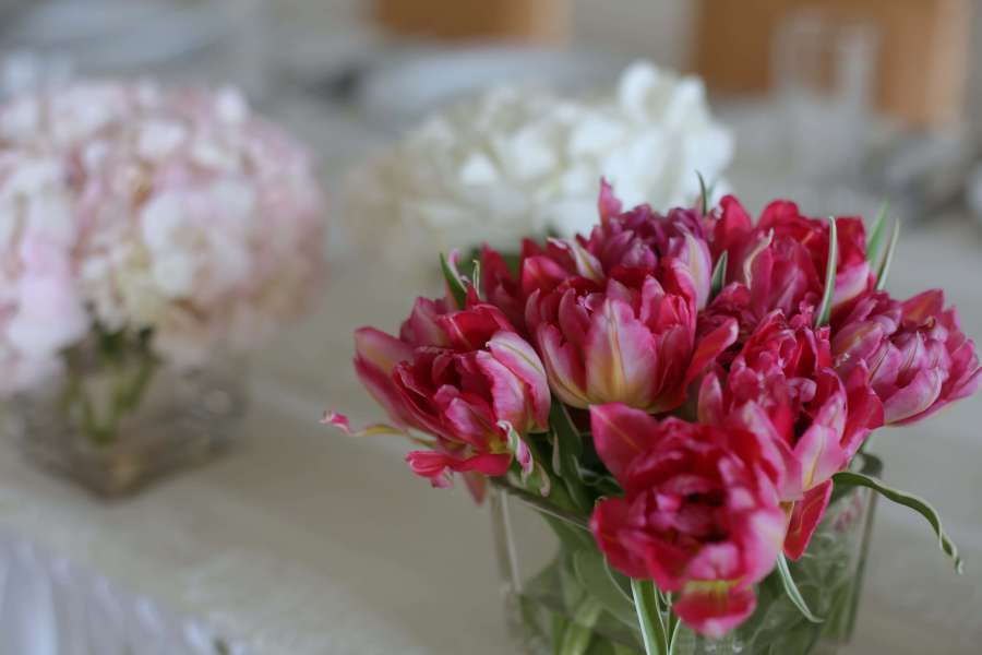 tulips, reddish, vase, glass, flower, pink 