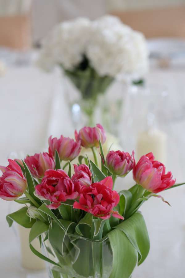 red, vase, tulips, green leaves, elegance 