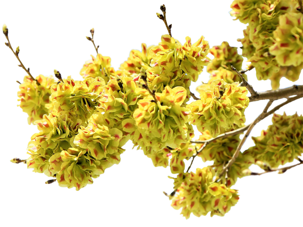  blooming,branch,overlay,png,multi colored,backgrounds,illustration,decoration