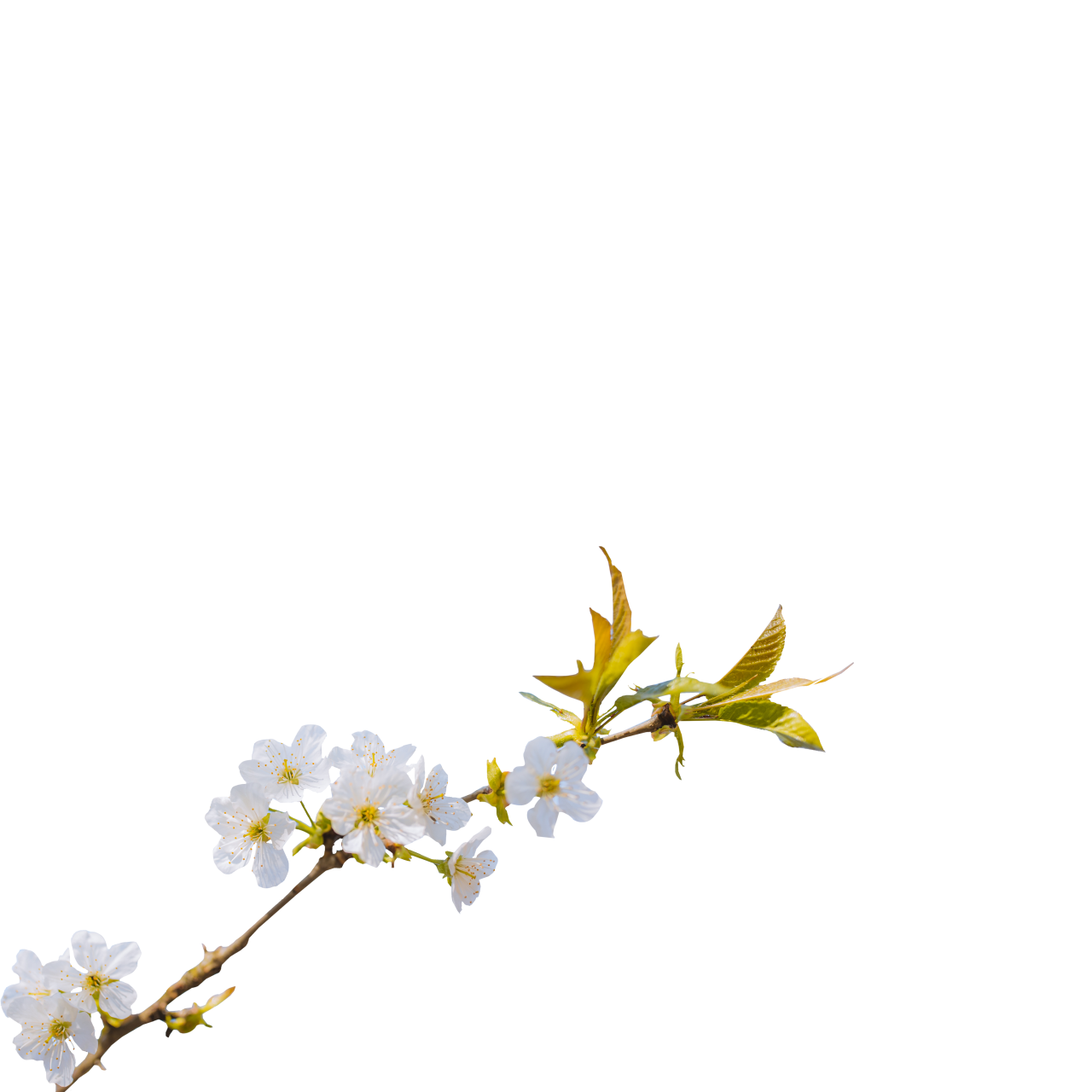  blooming,branch,overlay,png,backgrounds,nature,vector,leaf,illustration,design,flower,plant,decoration,abstract,backdrop,pattern,yellow