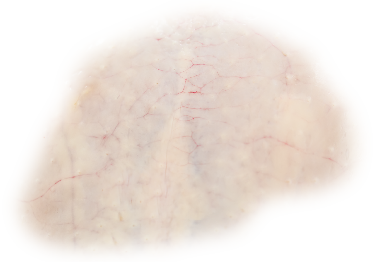  skin,overlay,png,nature,close-up,backgrounds