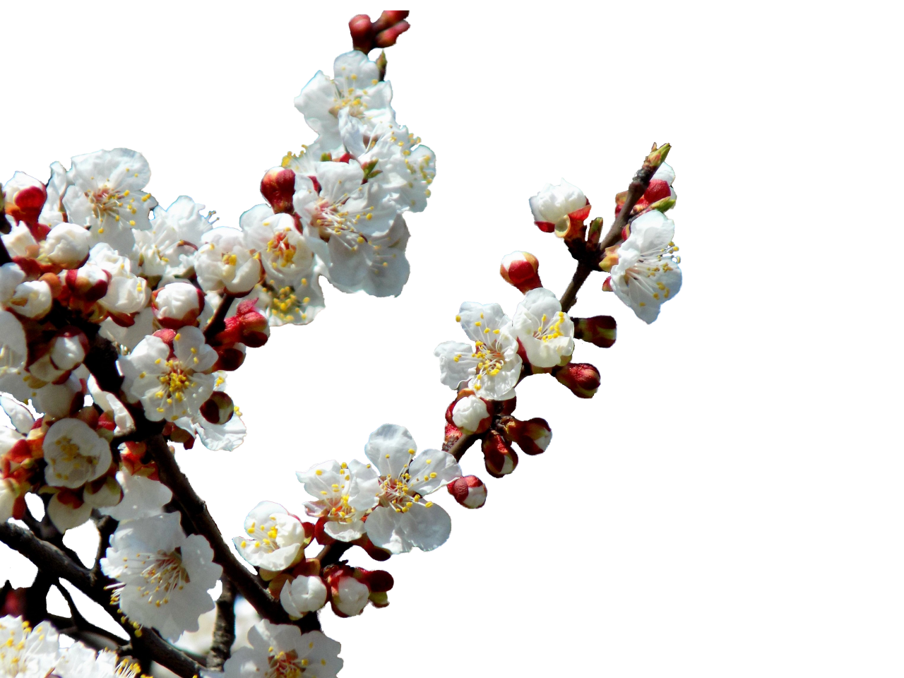  blooming,branch,overlay,png,flower,vector,illustration,backgrounds,nature,blossom,plant,decoration,springtime,leaf,season,design