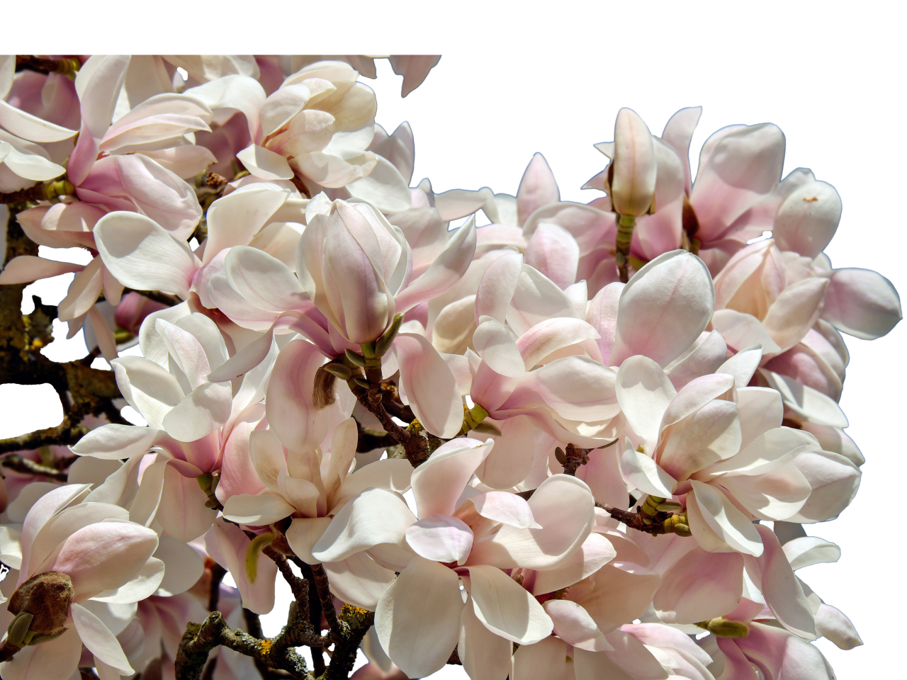 blooming,branch,overlay,png,nature,flower,plant,springtime,close-up,blossom,flower head,petal,summer,leaf,freshness,beauty in nature,outdoors,backgrounds,branch,pink color,botany,season