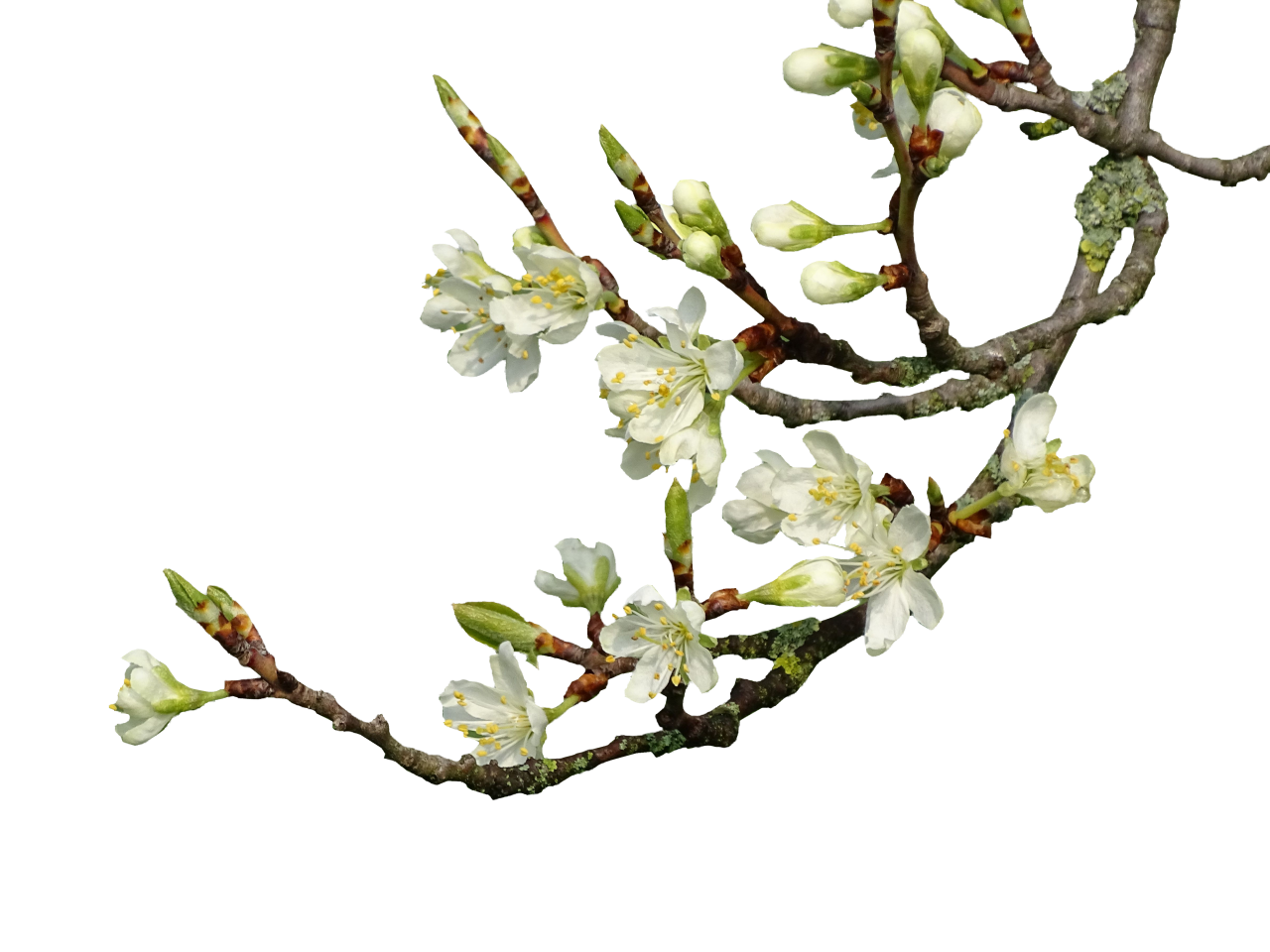  blooming,branch,overlay,png,flower,branch,springtime,nature,tree,vector,plant,blossom,leaf,backgrounds,season,freshness,illustration,outdoors,flower head,design,summer,beauty in nature,green color,petal,growth,botany