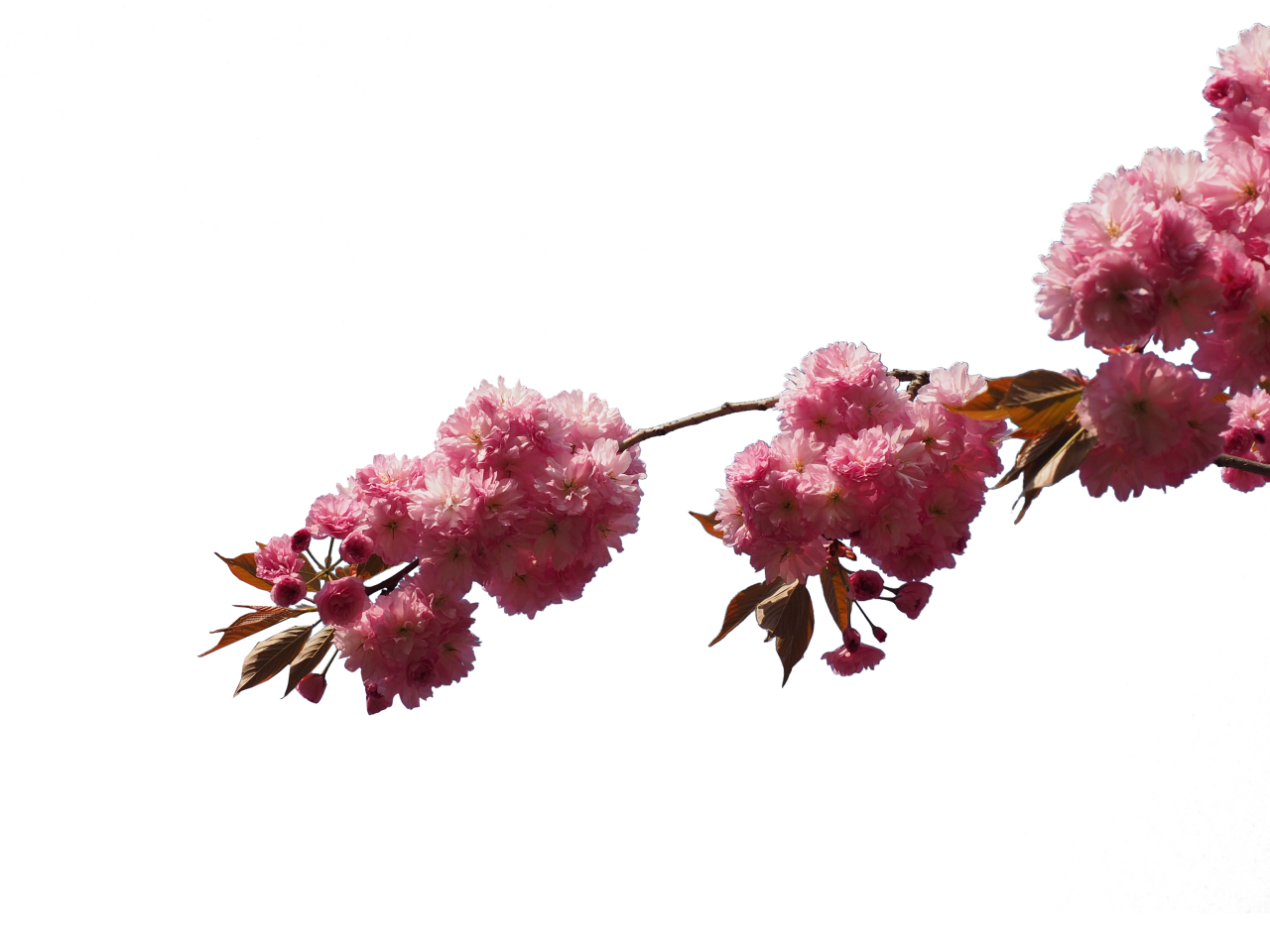  blooming,branch,overlay,png,nature,flower,plant,pink color,leaf,blossom,season,flower head,close-up,petal,beauty in nature,backgrounds,springtime,summer,outdoors,freshness,botany,branch,tree,decoration,multi colored