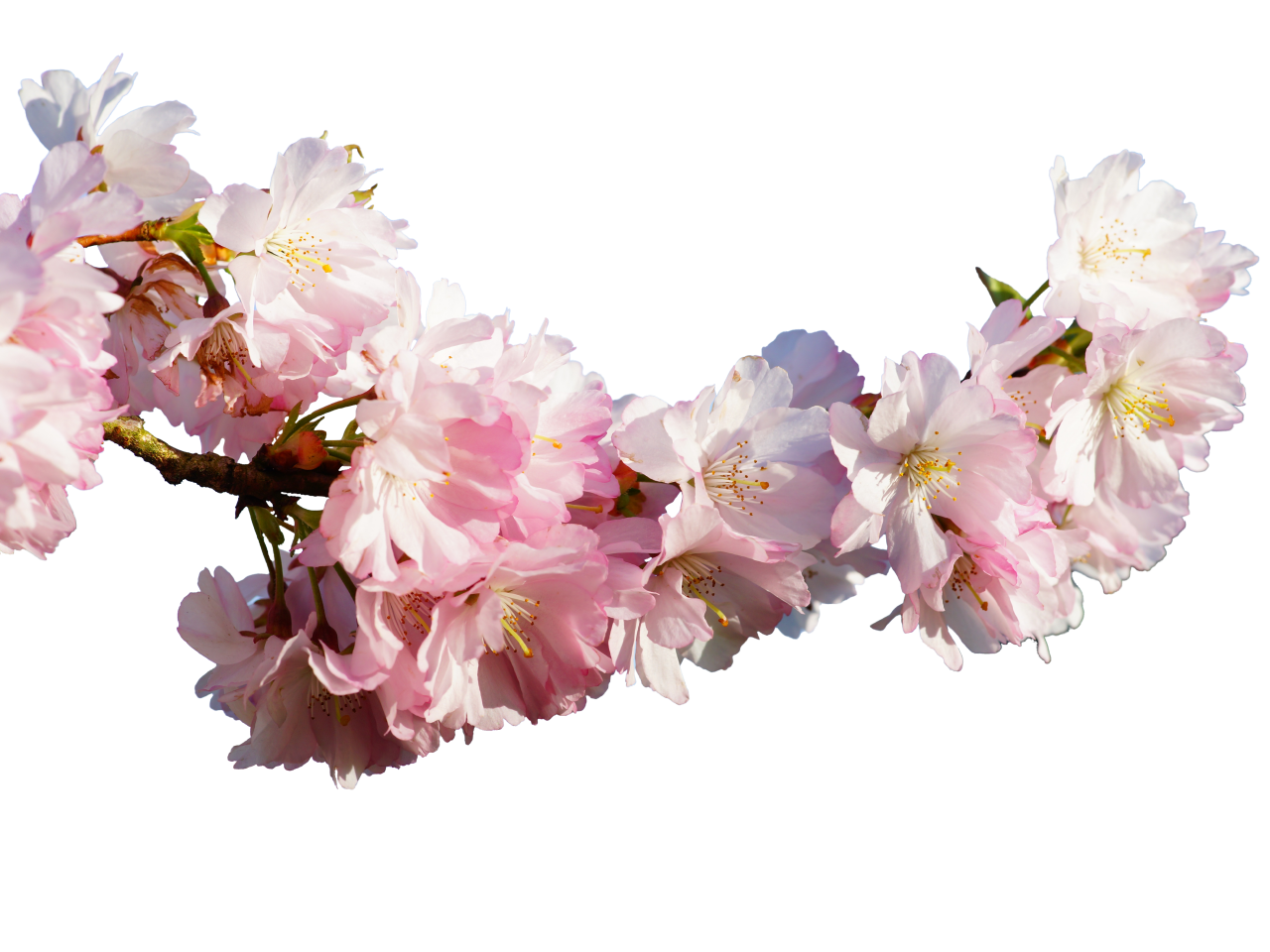 floreciente,rama,superposición,png,flor,naturaleza,fondos,color rosa,planta,primavera,flor,hoja,temporada,vector,rama,decoración,cabeza de flor,frescura,pétalo,verano,ramo,árbol,ilustración,telón de fondo, belleza en la naturaleza