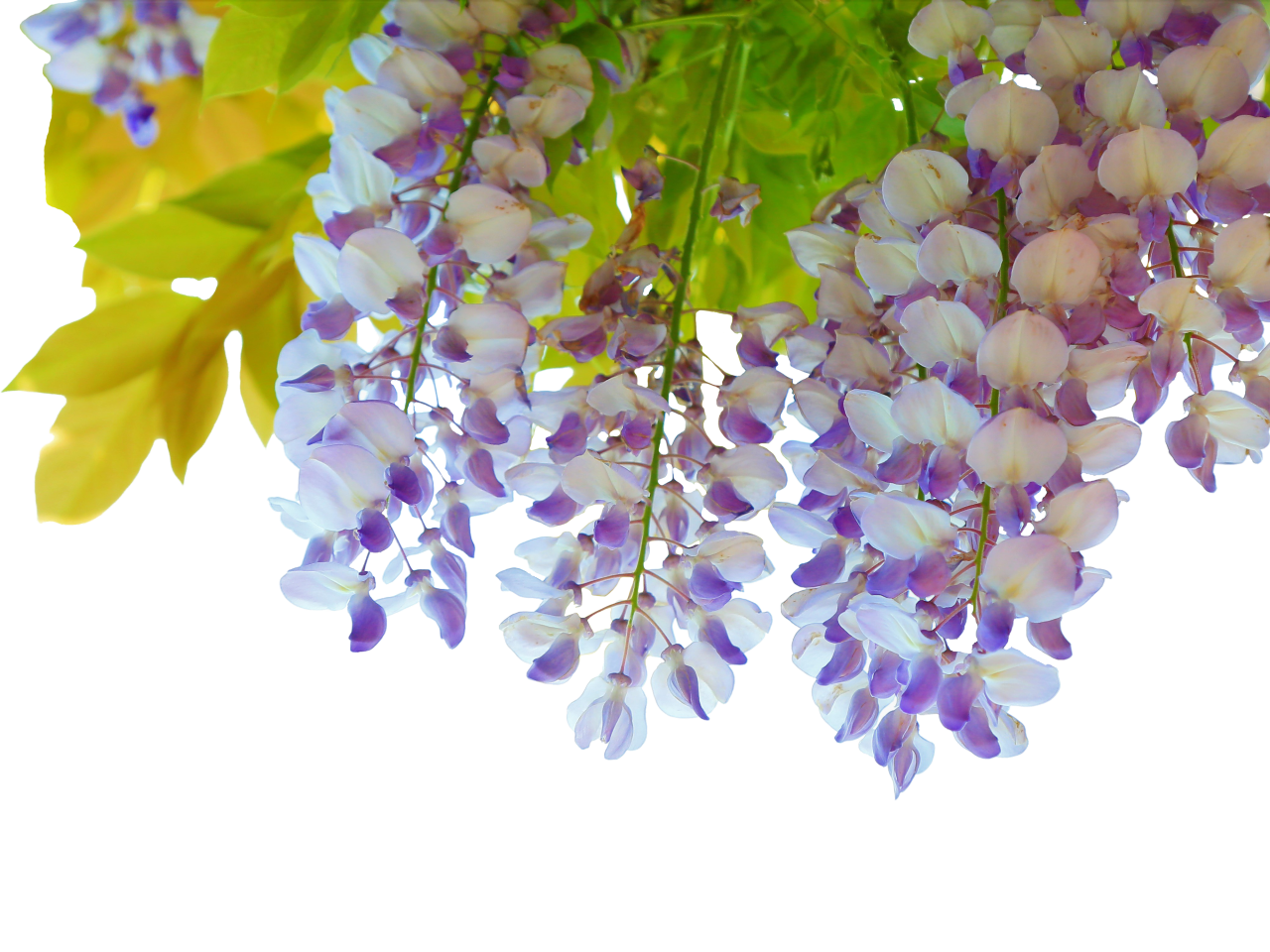  blooming,branch,overlay,png,nature,flower,plant,leaf,springtime,backgrounds,summer,branch,blossom,freshness,decoration,close-up,tree,season,petal,flower head,beauty in nature,blue,green color,purple,outdoors