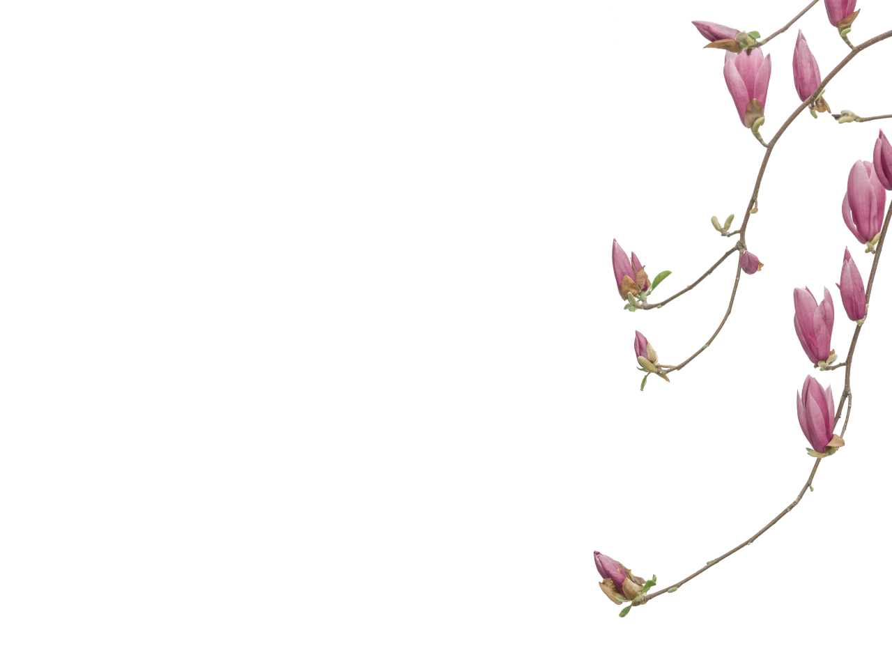  blooming,branch,overlay,png,nature,flower,plant,leaf,backgrounds,pink color,branch,petal,blossom,botany,decoration,vector,summer,purple,freshness,springtime,flower head,design,orchid,illustration,beauty in nature,close-up