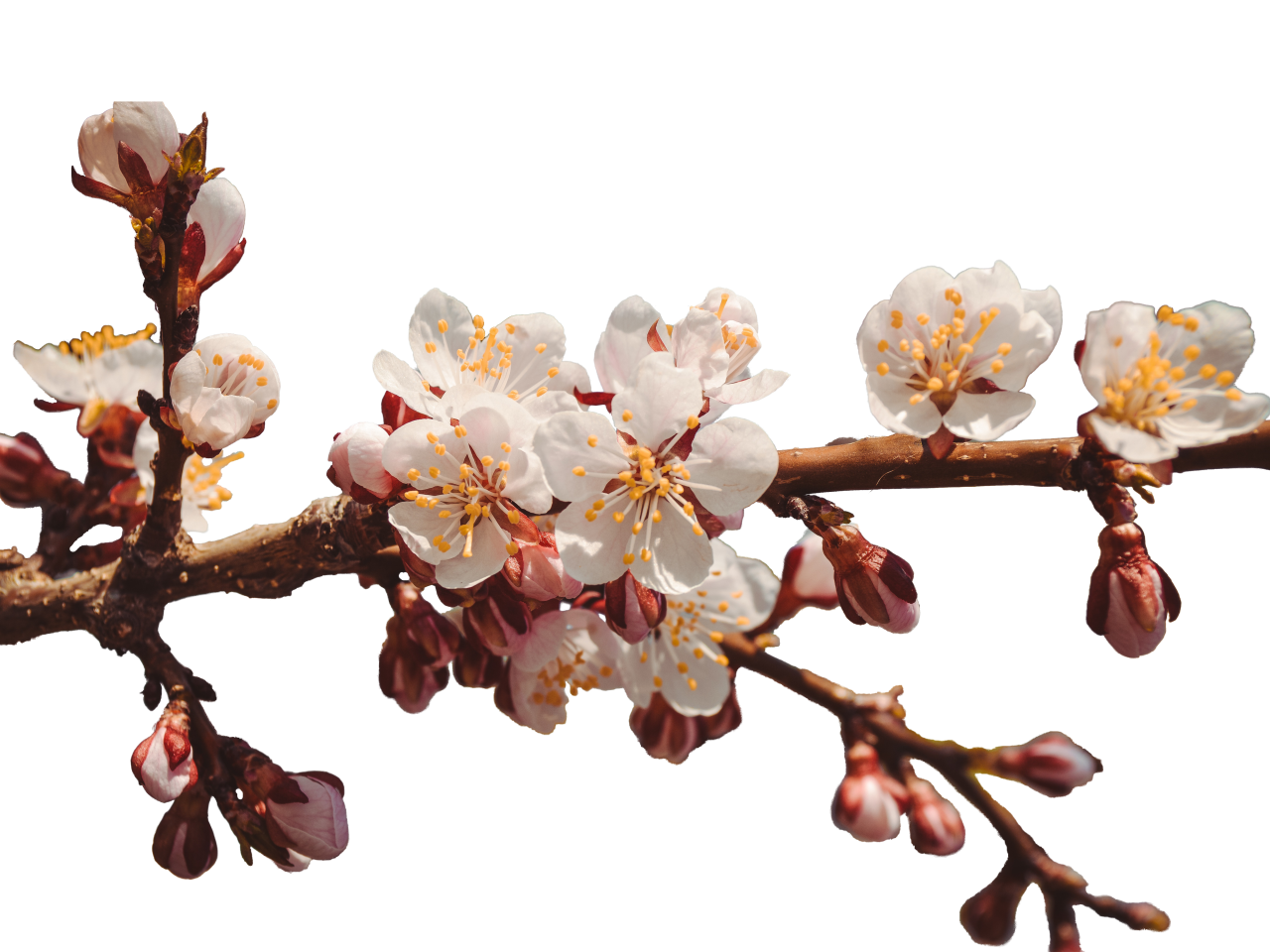  blooming,branch,overlay,png,branch,flower,nature,tree,vector,season,backgrounds,blossom,springtime,plant,leaf,illustration,decoration,flower head,design