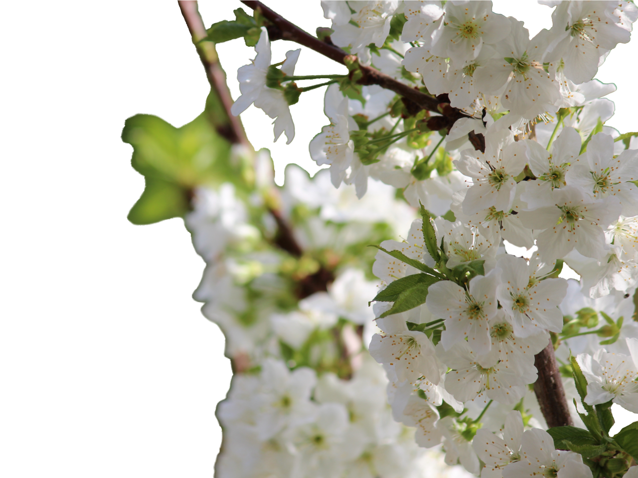  blooming,branch,overlay,png,nature,springtime,branch,leaf,freshness,plant,flower,close-up,tree,season,flower head,blossom,petal,outdoors,summer,backgrounds,beauty in nature,botany,growth,green color,pink color,cherry blossom