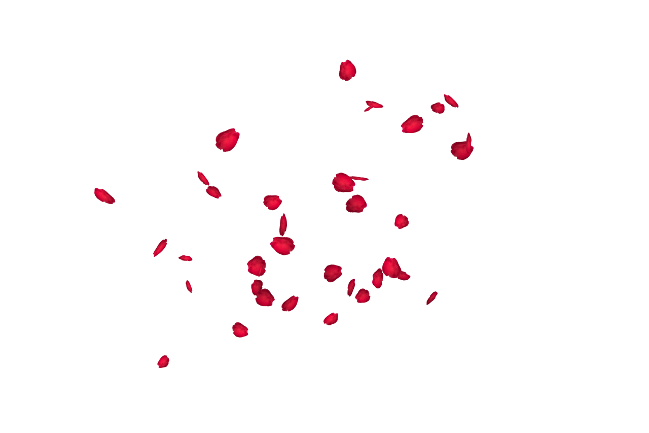  white, red, isolated, rose, wedding, romantic, petal, decoration, love, background, floral, celebration, flower, valentine, romance, design, falling, beauty, card, pattern, wallpaper, congratulation, spring, Falling Red Rose Petals