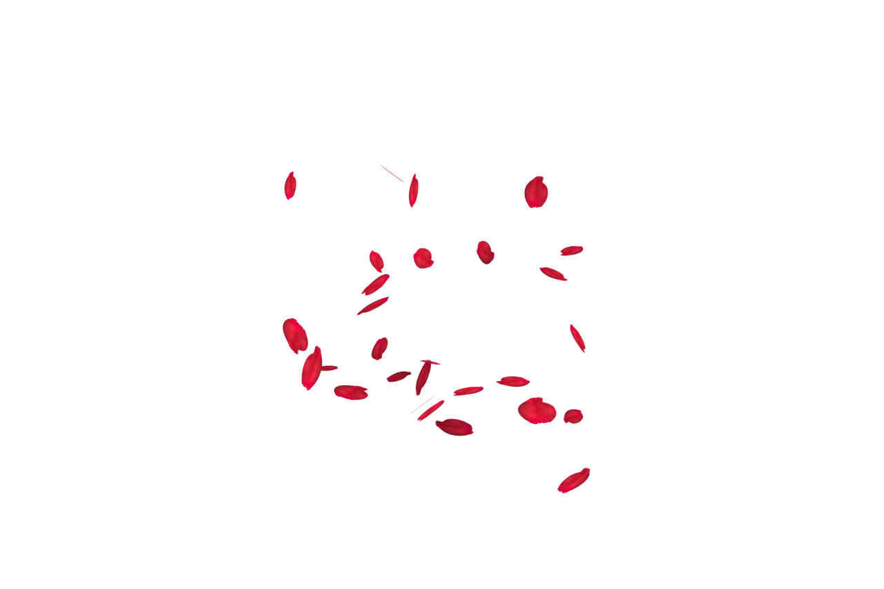  white, red, isolated, rose, wedding, romantic, petal, decoration, love, background, floral, celebration, flower, valentine, romance, design, falling, beauty, card, pattern, wallpaper, congratulation, spring, Falling Red Rose Petals