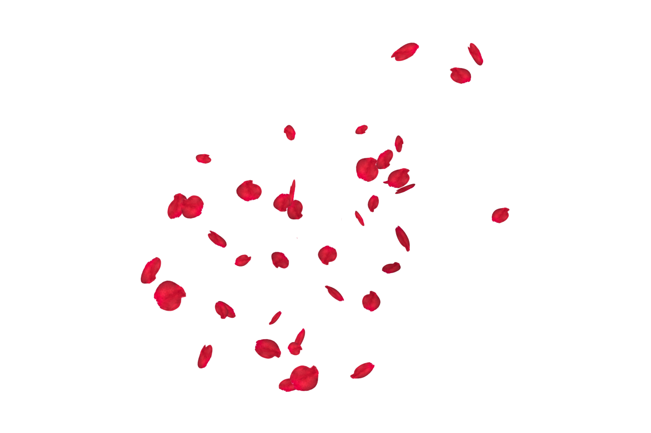  white, red, isolated, rose, wedding, romantic, petal, decoration, love, background, floral, celebration, flower, valentine, romance, design, falling, beauty, card, pattern, wallpaper, congratulation, spring, Falling Red Rose Petals