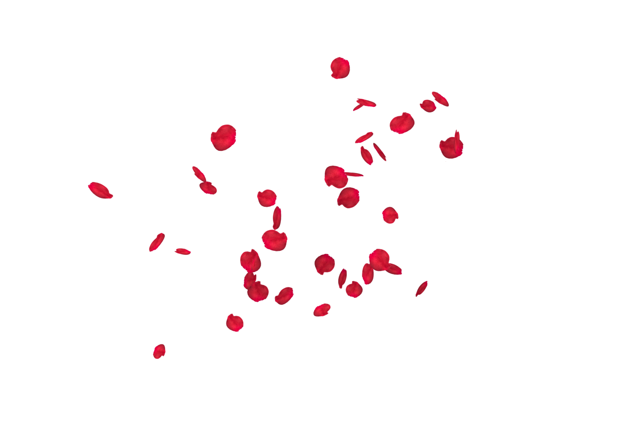  white, red, isolated, rose, wedding, romantic, petal, decoration, love, background, floral, celebration, flower, valentine, romance, design, falling, beauty, card, pattern, wallpaper, congratulation, spring, Falling Red Rose Petals