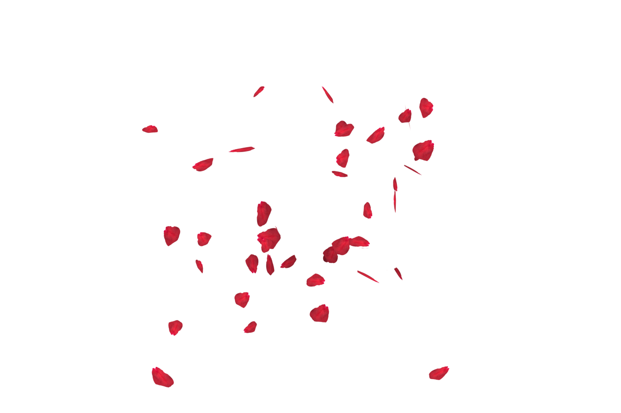  white, red, isolated, rose, wedding, romantic, petal, decoration, love, background, floral, celebration, flower, valentine, romance, design, falling, beauty, card, pattern, wallpaper, congratulation, spring, Falling Red Rose Petals
