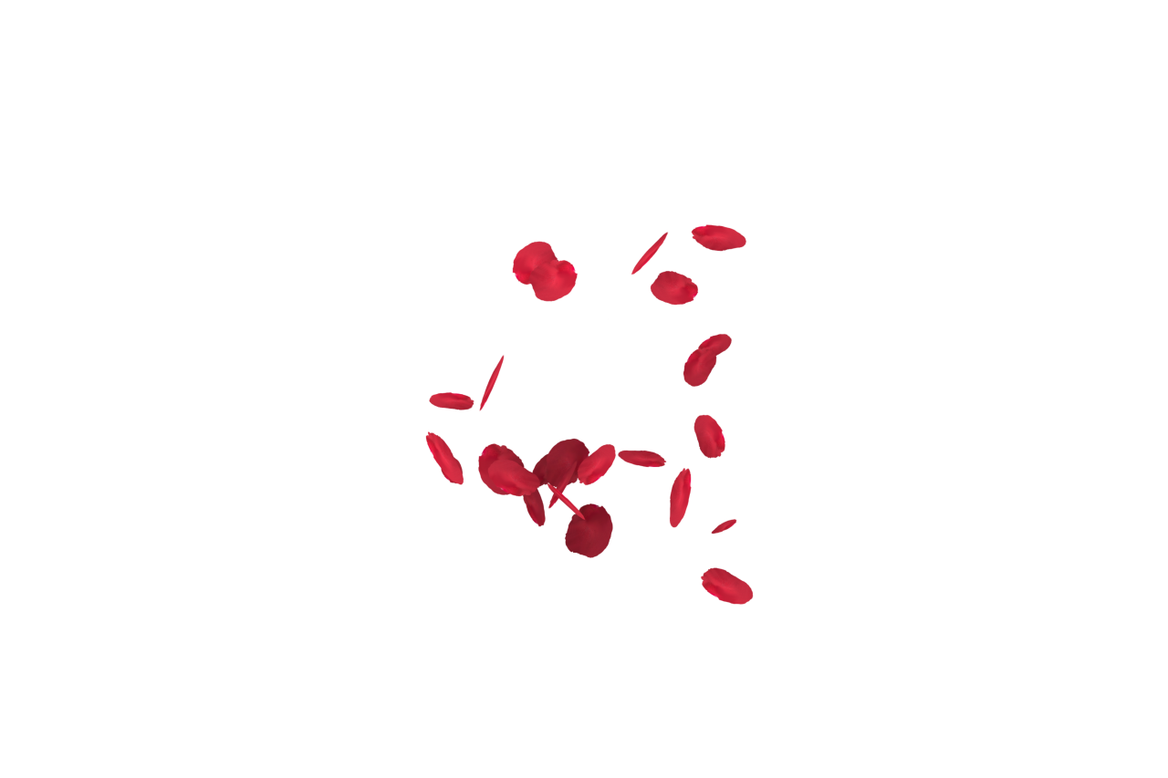 branco, vermelho, isolado, rosa, Casamento, romântico, pétala, decoração, amor, fundo, floral, celebração, flor, namorados, romance, desenhar, caindo, beleza, cartão, padronizar, papel de parede, parabéns, Primavera, Falling Red Rose Petals