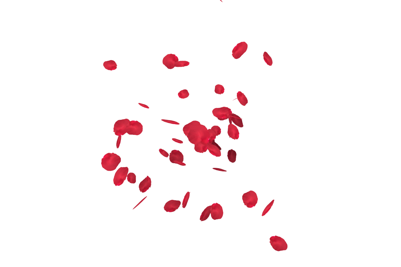  white, red, isolated, rose, wedding, romantic, petal, decoration, love, background, floral, celebration, flower, valentine, romance, design, falling, beauty, card, pattern, wallpaper, congratulation, spring, Falling Red Rose Petals