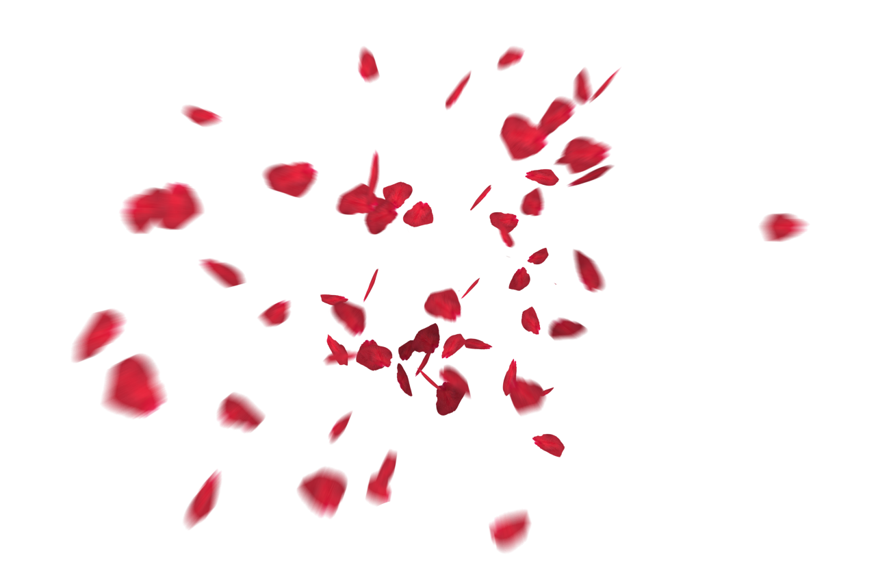  white, red, isolated, rose, wedding, romantic, petal, decoration, love, background, floral, celebration, flower, valentine, romance, design, falling, beauty, card, pattern, wallpaper, congratulation, spring, Falling Red Rose Petals