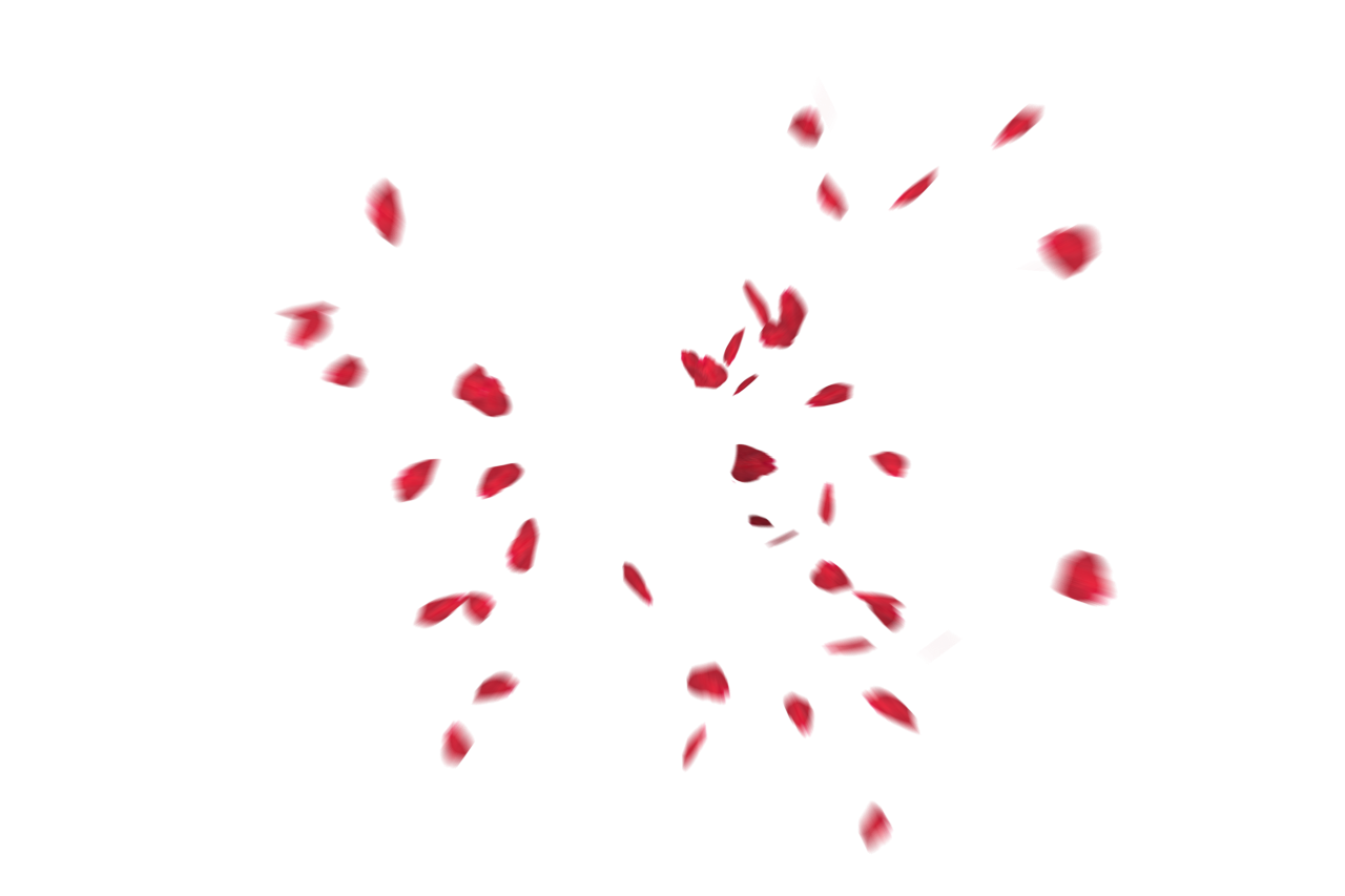 🥇 Image of Falling Red Rose Petals Overlay PNG - 【FREE PHOTO】 100034158