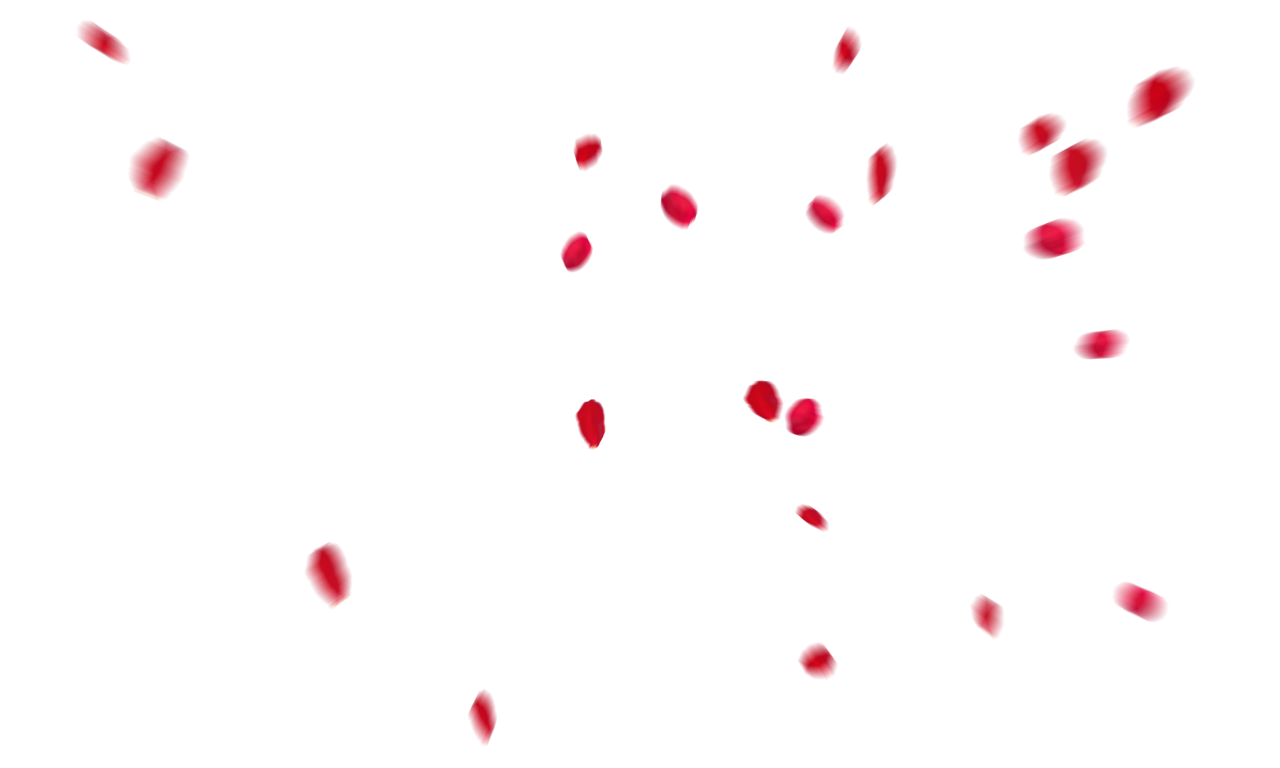  white, red, isolated, rose, wedding, romantic, petal, decoration, love, background, floral, celebration, flower, valentine, romance, design, falling, beauty, card, pattern, wallpaper, congratulation, spring, Falling Red Rose Petals