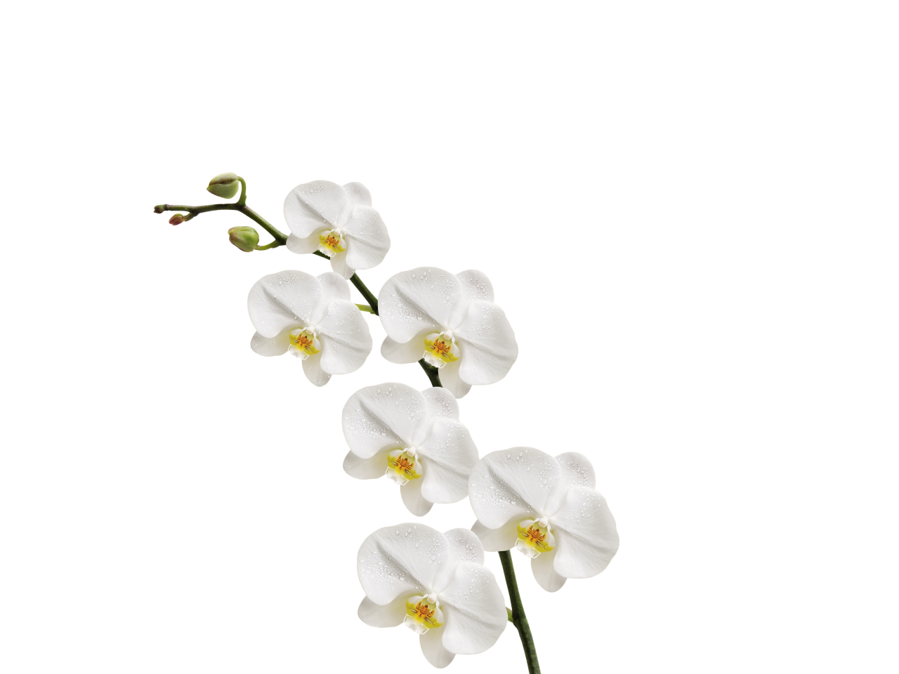 florescendo,filial,sobreposição,natureza,flor,planta,folha,planos de fundo,orquídea,decoração,pétala,cabeça de flor,beleza na natureza,flor,frescura,filial,ilustração,verão