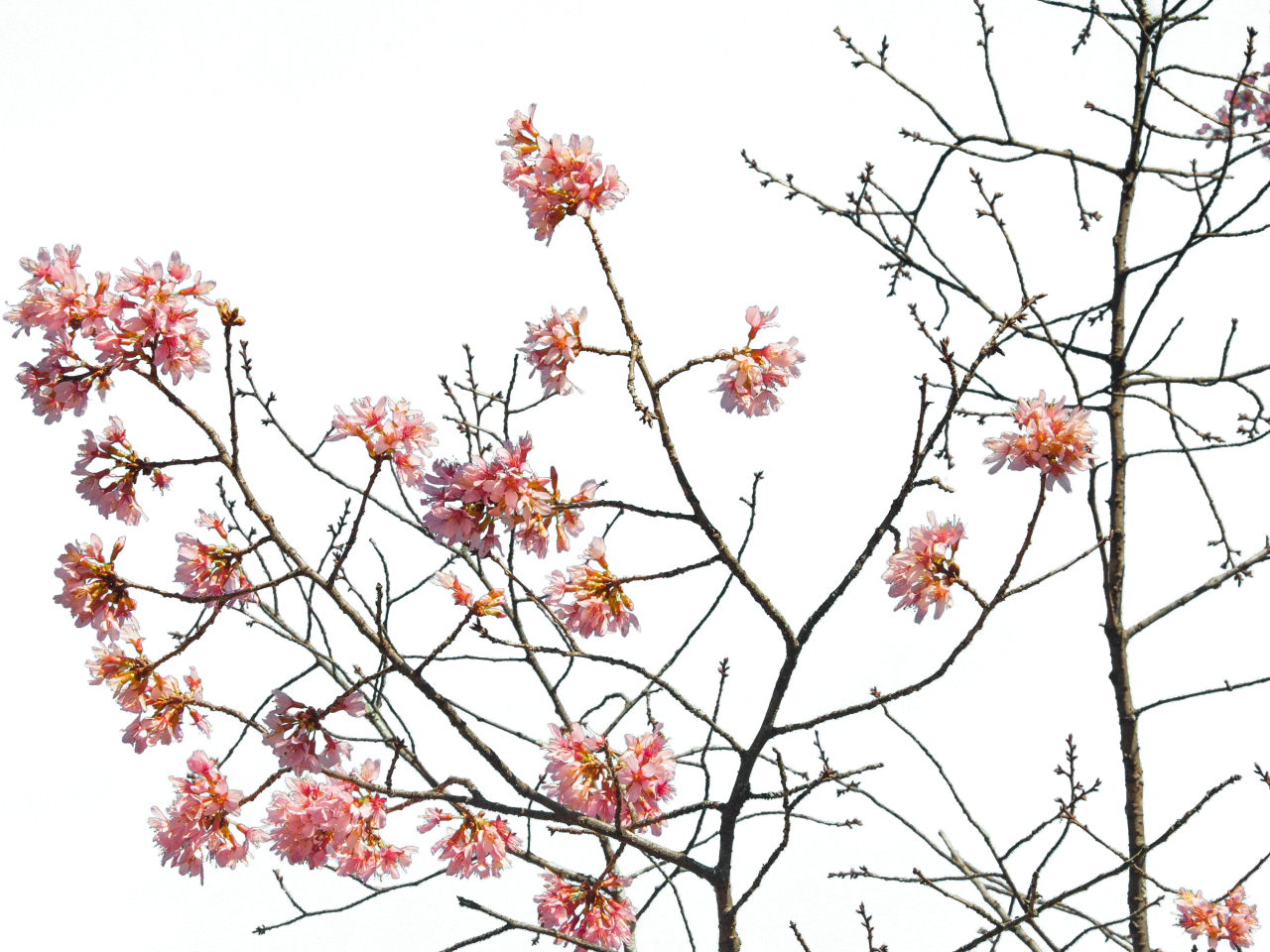 blooming,branch,overlay,png,nature,branch,flower,tree,season,springtime,leaf,backgrounds,blossom,plant,flower head,pink color,outdoors,close-up,petal,beauty in nature,botany,freshness,summer,illustration