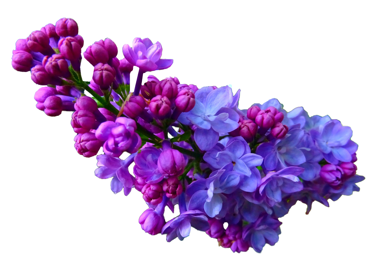 floreciente,rama,superposición,png,flor,planta,naturaleza,púrpura,hoja,cabeza de flor,primer plano,ramo,flor,fondos,verano,frescura,pétalo,florero,color rosa,decoración,primavera,botánica,belleza en naturaleza