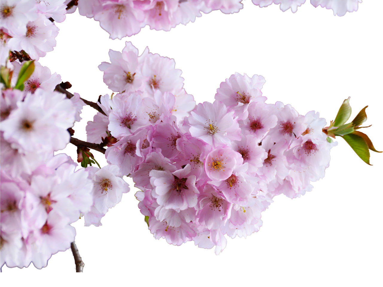  blooming,branch,overlay,png,flower,nature,pink color,plant,backgrounds,springtime,blossom,flower head,leaf,petal,freshness,close-up,summer,bouquet,season,decoration,beauty in nature,botany,branch,outdoors