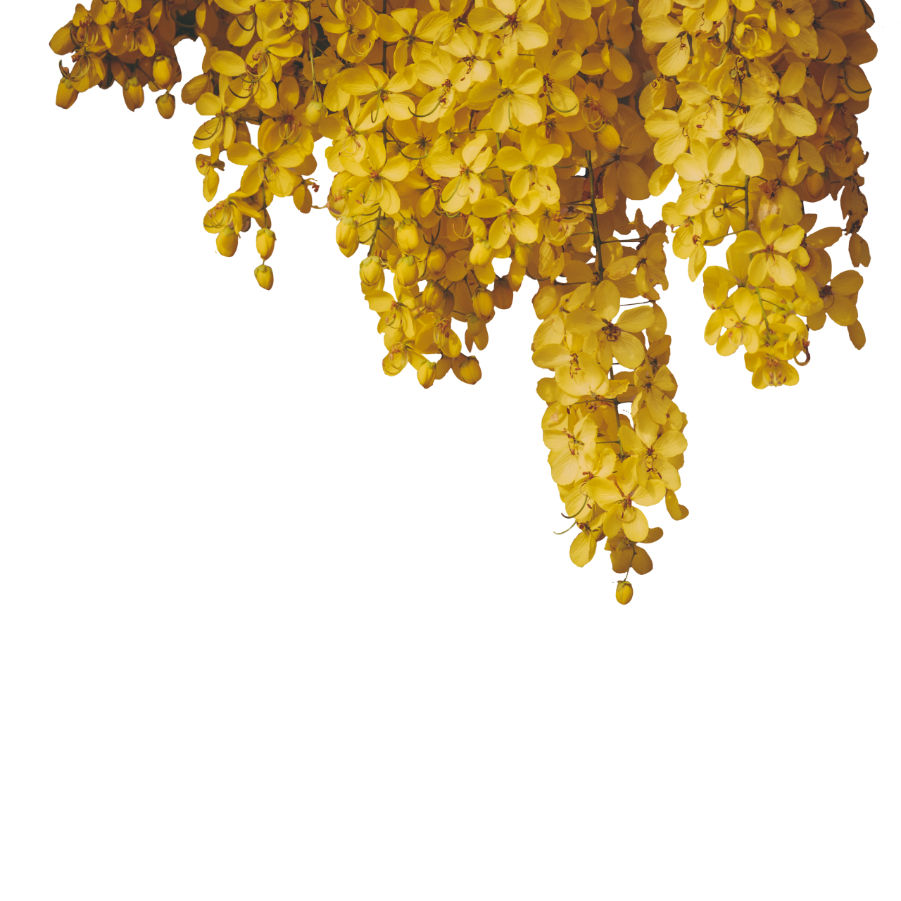 florescendo,filial,sobreposição,planos de fundo,ilustração,natureza,folha,amarelo