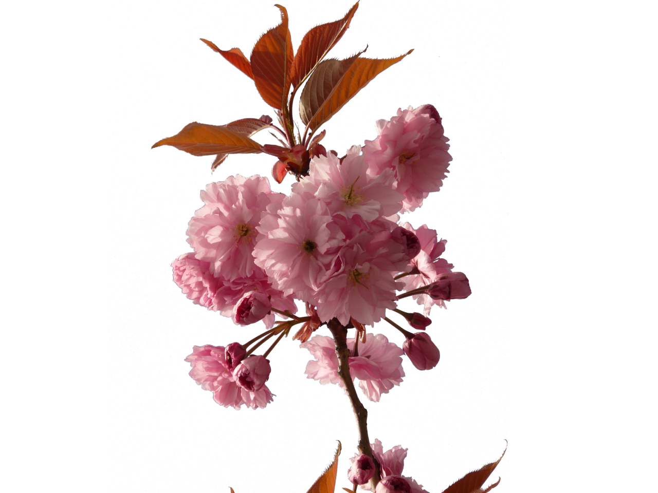  blooming,branch,overlay,png,leaf,nature,flower,plant,close-up,backgrounds,petal,beauty in nature,pink color,season,blossom,flower head,summer,botany,freshness,branch,springtime,multi colored,bouquet,decoration