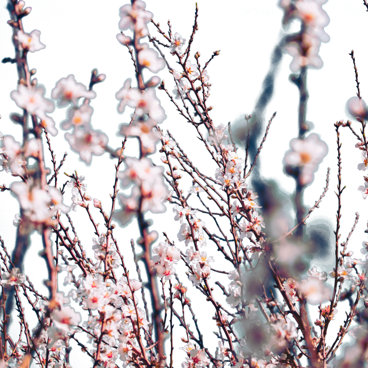 floreciente,rama,superposición,png,naturaleza,rama,al aire libre,temporada,primer plano,primavera,planta,flor,árbol,fondos,hoja,belleza en la naturaleza,flor,frescura,azul,verano,cabeza de flor,pétalo,crecimiento