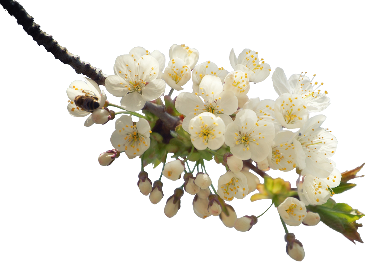  blooming,branch,overlay,png,flower,nature,plant,springtime,backgrounds,leaf,blossom,branch,season,flower head,petal,freshness,vector,beauty in nature,bouquet,tree,decoration,close-up,summer,yellow,outdoors
