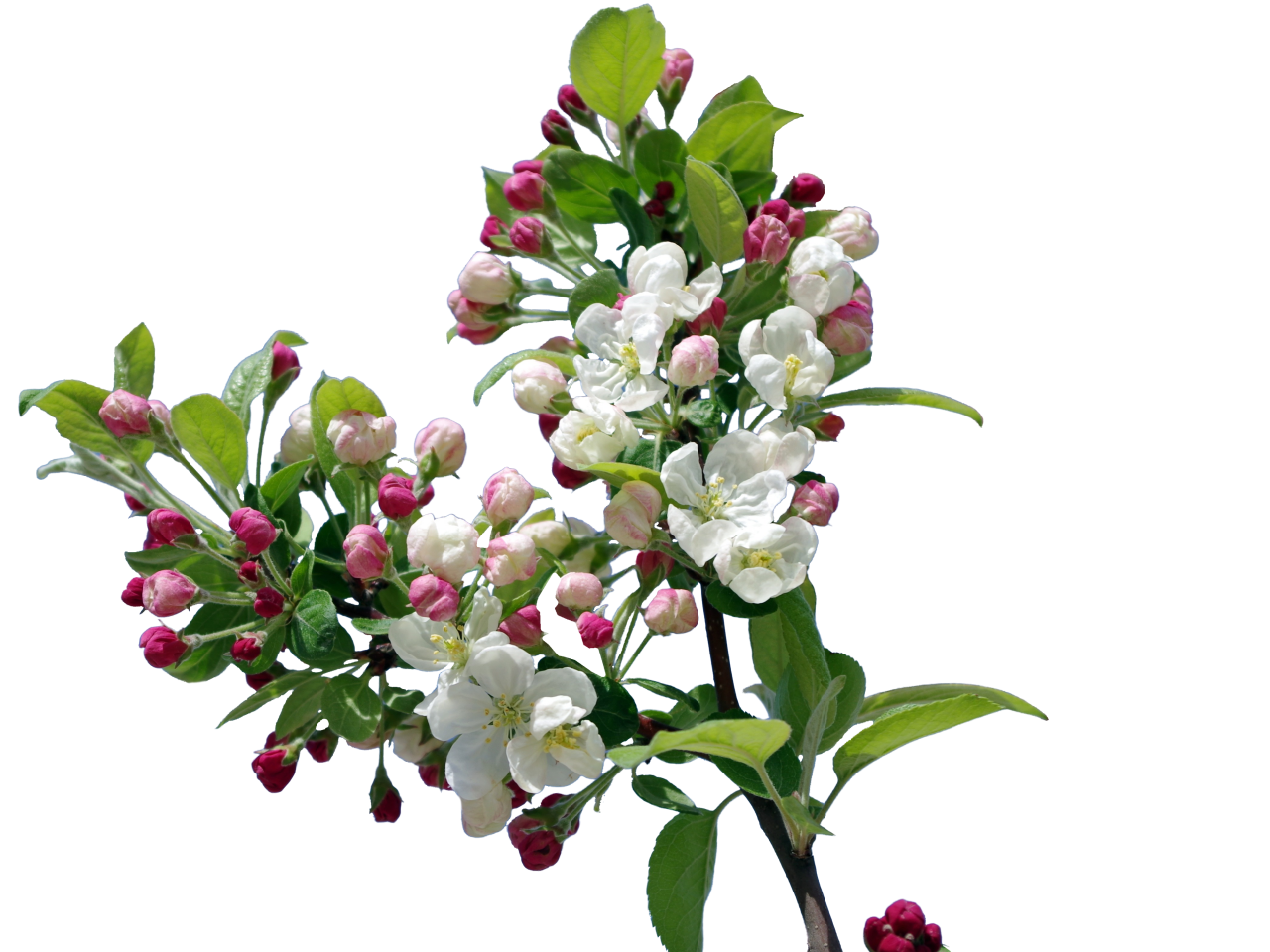  blooming,branch,overlay,png,flower,nature,plant,leaf,vector,backgrounds,springtime,blossom,freshness,summer,flower head,illustration,season,pink color,tree,branch,petal,decoration,green color,outdoors,design,bouquet