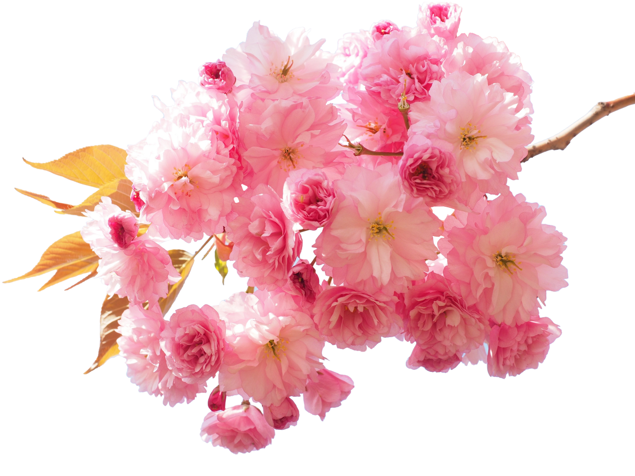  blooming,branch,overlay,png,pink color,flower,nature,plant,backgrounds,bouquet,leaf,blossom,petal,flower head,decoration,freshness,beauty in nature,springtime,summer,close-up,season,botany,romance