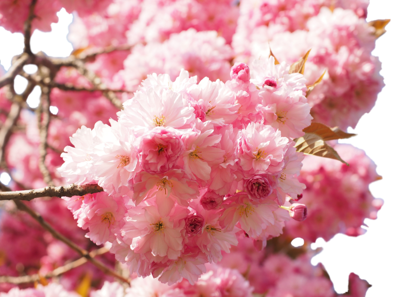  blooming,branch,overlay,png,flower,nature,pink color,plant,close-up,blossom,flower head,petal,freshness,beauty in nature,springtime,leaf,summer,backgrounds,season,outdoors,branch,botany,tree,multi colored,decoration